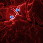 jak-dziala-system-immunologiczny-i-dlaczego-czasem-zawodzi